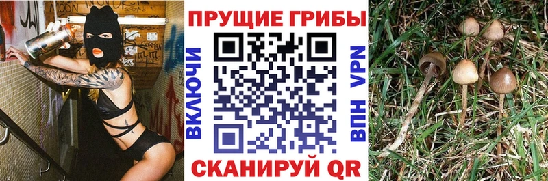 Галлюциногенные грибы ЛСД  как найти   Тула 